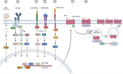 CCR7 in Blood Cancers – Review of Its Pathophysiological Roles and the Potential as a Therapeutic Target